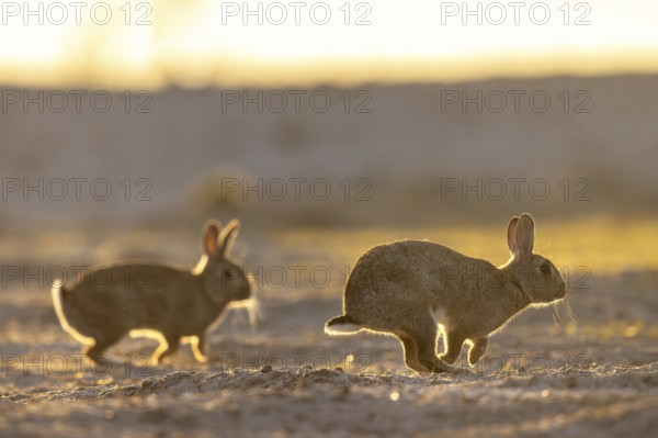 Two European rabbits, common rabbits (Oryctolagus cuniculus) running in the dunes at sunrise in spring