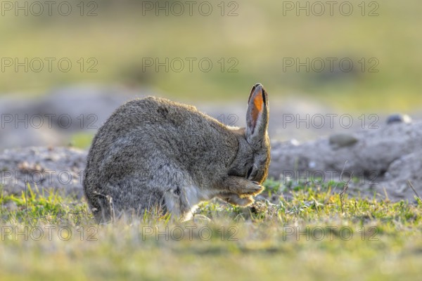 European rabbit, common rabbit (Oryctolagus cuniculus) grooming fur of its head near burrow in grassland at dawn in spring
