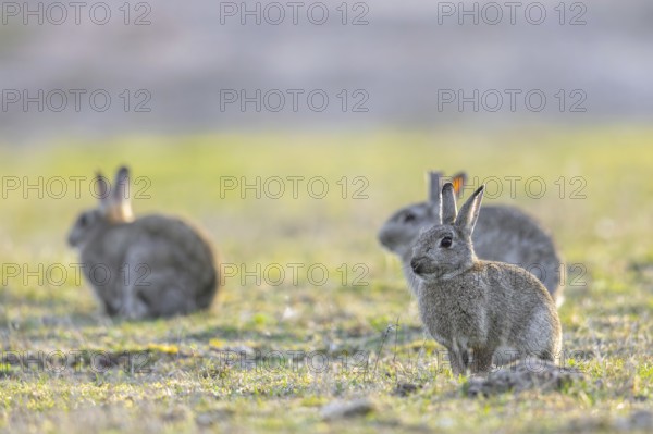 Three European rabbits, common rabbit (Oryctolagus cuniculus) sitting in grassland at dawn in spring