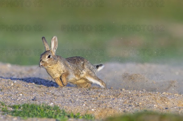 European rabbit, common rabbit (Oryctolagus cuniculus) dashing away in the dunes at dawn in spring