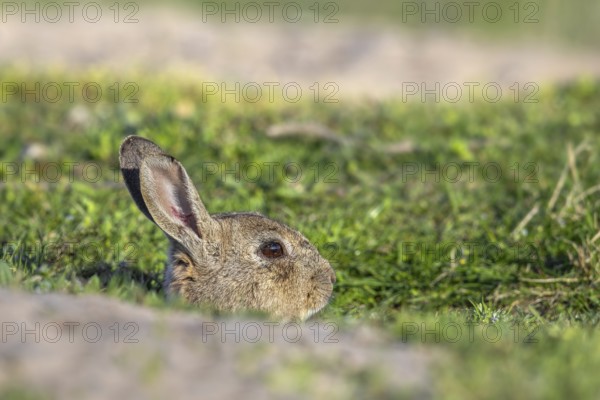 European rabbit, common rabbit (Oryctolagus cuniculus) emerging from burrow in grassland in spring