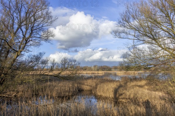 View over wetland, marshland and reed bed of the Molsbroek nature reserve and bird sanctuary in winter near Lokeren, East Flanders, Belgium