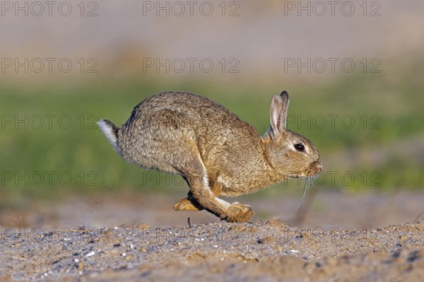 European rabbit, common rabbit (Oryctolagus cuniculus) running in the dunes at dawn in spring