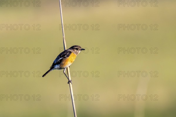 Adult female, African stonechat or common stonechat (Saxicola torquatus), South Africa