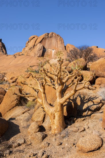 Bottle tree (Cyphostemma currorii) in the dry desert landscape with rocks, Spitzkoppe, Namibia