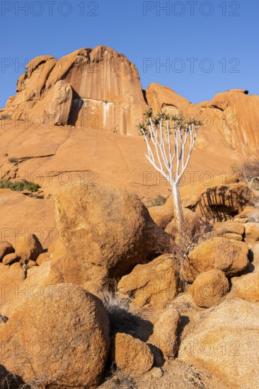 Quiver tree (Aloe dichotoma) in front of the massive red rocks of Spitzkoppe under a clear sky, Spitzkoppe, Namibia