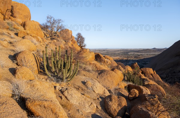 Euphorbias between impressive rocks with views over the vast, glowing landscape, Spitzkoppe, Namibia