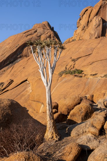 Single quiver tree (Aloe dichotoma) on the golden rocks Spitzkoppe with clear blue sky, Spitzkoppe, Namibia