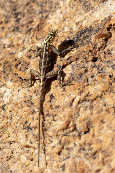 Female Namibian rock agama (Agama planiceps) sunbathing on rocks, Spitzkoppe, Namibia