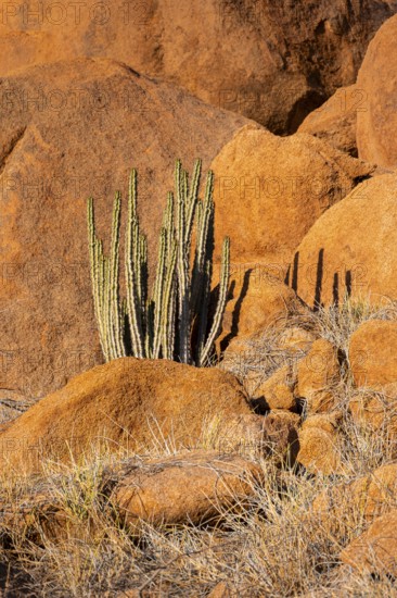 Euphorbias surrounded by glowing rocks in the impressive landscape of Spitzkoppe, Spitzkoppe, Namibia