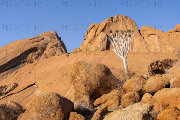 An impressive quiver tree (Aloe dichotoma) amidst the impressive rocky landscape of Spitzkoppe, Spitzkoppe, Namibia