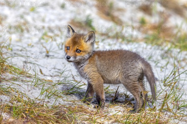 Young red fox (Vulpes vulpes) kit / cub near burrow / den in the sand dunes along the coast in spring