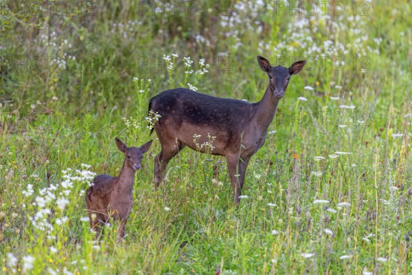 European fallow deer (Dama dama) doe / female with fawn foraging in grassland / meadow with wildflowers in summer