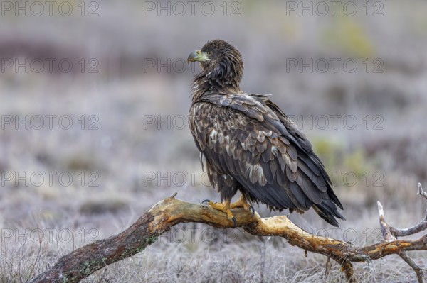 White-tailed eagle / Eurasian sea eagle / erne (Haliaeetus albicilla) juvenile perched on branch in moorland / heathland in late autumn / winter