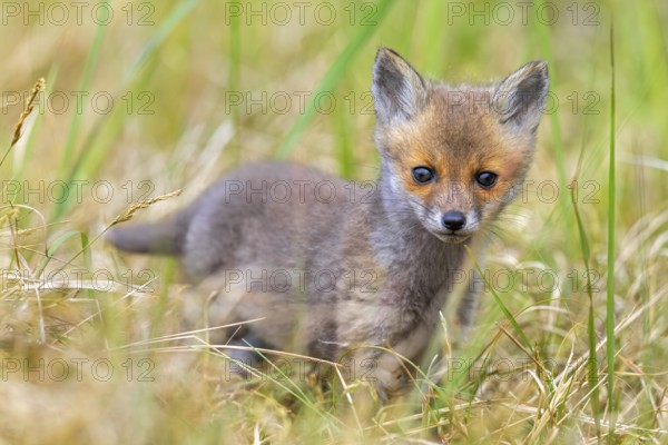 Young red fox (Vulpes vulpes) kit / cub near burrow / den in grassland / meadow in spring