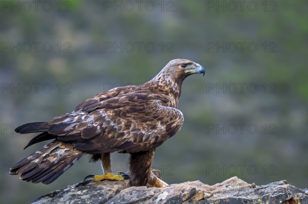Iberian golden eagle (Aquila chrysaetos homeyeri) adult perched on rock in spring, Extremadura, Spain, South Europe