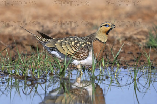 Pin-tailed sandgrouse (Pterocles alchata alchata / Tetrao alchata) adult male drinking water at waterhole in spring, Spain, South Europe