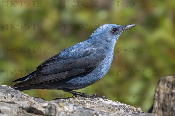 Blue rock thrush (Monticola solitarius) adult male perched on rock in Spain, South Europe
