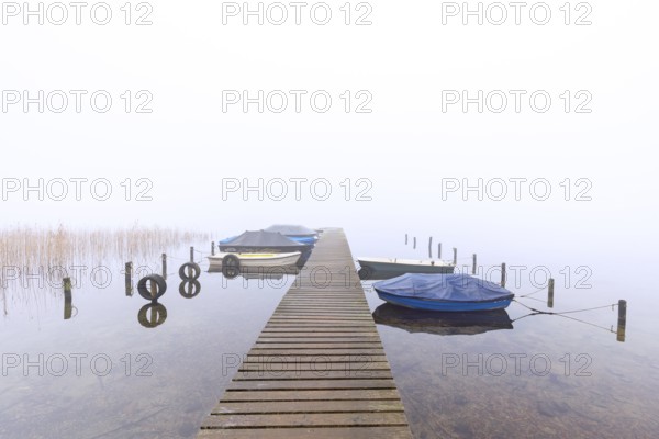Rowing boats / rowboats moored to wooden jetty at Lake Ratzeburg / Ratzeburger See in mist, Lauenburg Lakes Nature Park, Schleswig-Holstein, Germany