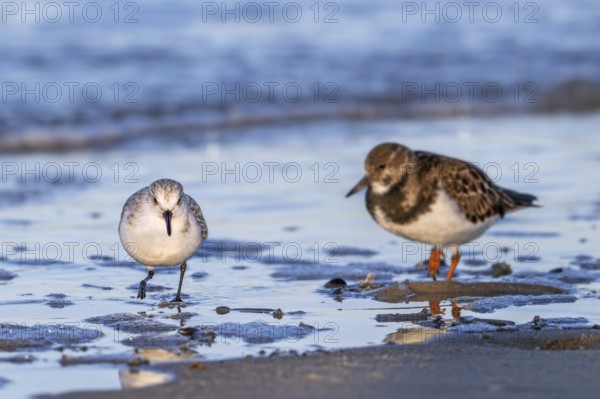 Sanderling (Calidris alba) and ruddy turnstone in winter plumage foraging for crustaceans in intertidal zone on sandy beach along the North Sea coast