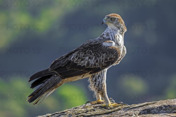 Bonelli's eagle (Aquila fasciata / Hieraaetus fasciatus) adult male perched on rock in spring, Spain, South Europe