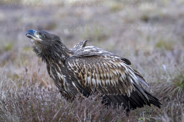 White-tailed eagle / Eurasian sea eagle / erne (Haliaeetus albicilla) juvenile calling in moorland / heathland
