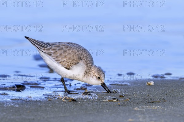 Sanderling (Calidris alba) adult in winter plumage foraging for crustaceans in swash zone / forewash on sandy beach along the North Sea coast