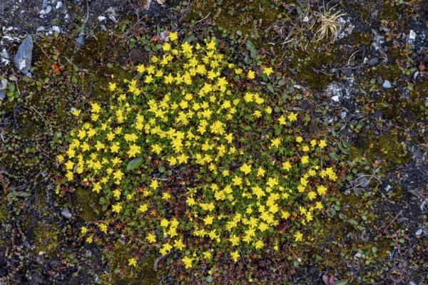 Yellow mountain saxifrage, yellow saxifrage (Saxifraga aizoides), alpine plant flowering on the tundra in summer on Svalbard, Spitsbergen