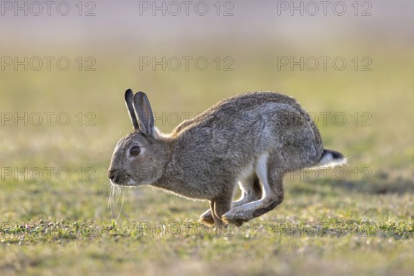 European rabbit / common rabbit (Oryctolagus cuniculus) running over grassland at dawn in spring