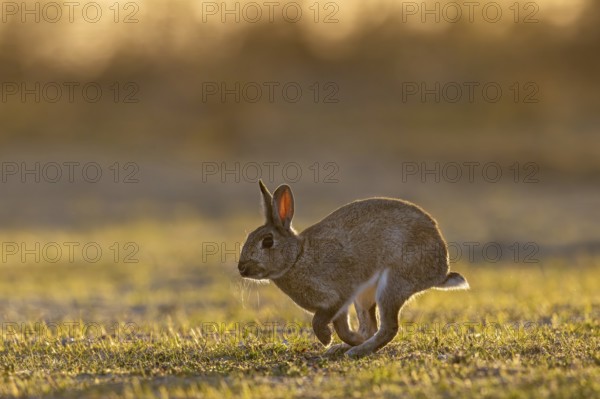 European rabbit / common rabbit (Oryctolagus cuniculus) running over grassland at sunrise in spring