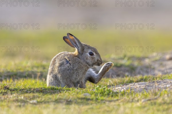 European rabbit / common rabbit (Oryctolagus cuniculus) grooming fur of hind-leg in grassland at dawn in spring