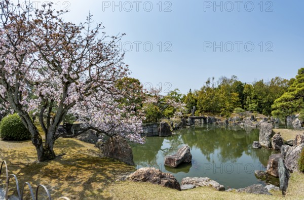 Ninomaru Garden and Blooming Cherry Tree, Former Imperial Villa Nijo Castle, Kyoto, Japan