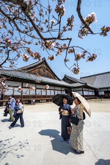 Japanese woman in kimonos, cherry blossoms and Ninomaru Palace, former imperial villa, Nijo Castle, Kyoto, Japan