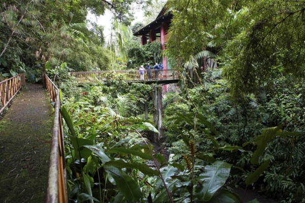 Bridge in rainforest or jungle, Santa Cruz Verapaz, Alta Verapaz Department, Guatemala