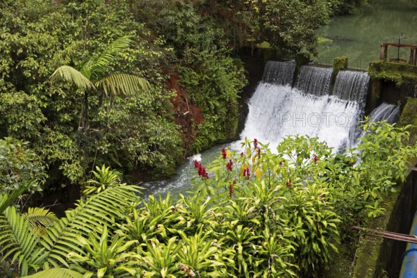 Red ginger (Alpinia purpurata) in the rainforest or jungle, Santa Cruz Verapaz, Departamento Alta Verapaz, Guatemala