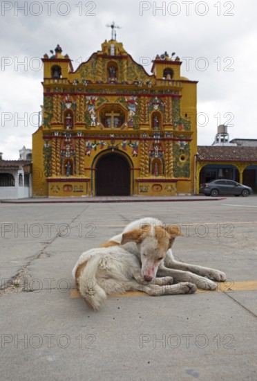Street dog grooming on the street, San Andrés Xecul church in the highlands, Totonicapán Department, Guatemala