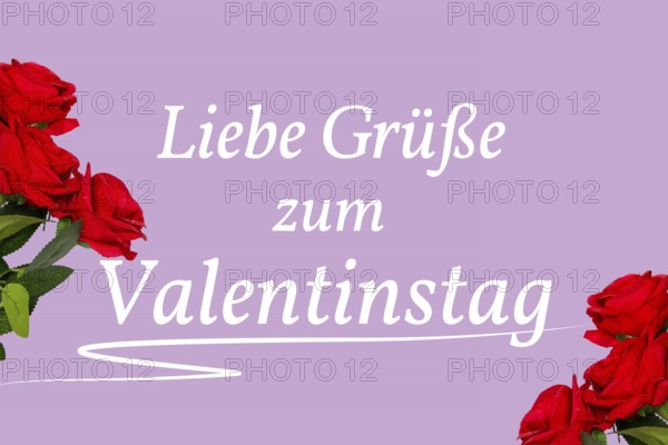 Valentine greetings: roses and text VALENTINE'S DAY GREETINGS on a lilac background