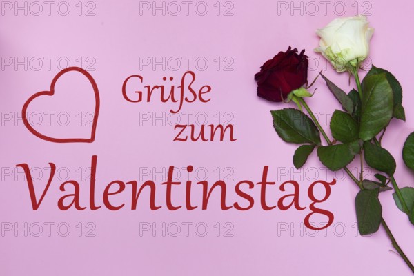 Valentine's greetings: Roses and text (Heartfelt) GREETINGS FOR VALENTINE'S DAY against a pastel pink background