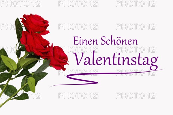 Valentine greetings: roses and text HAPPY VALENTINE'S DAY on a white background