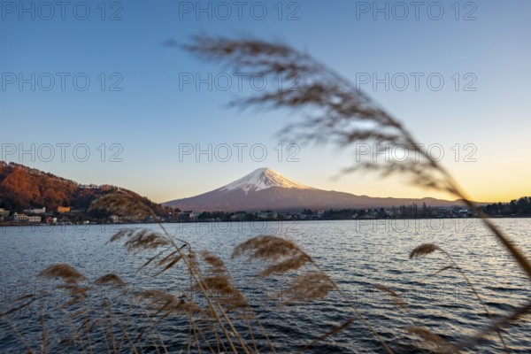 Dry reeds on Lake Kawaguchi, view of Mount Fuji volcano at sunset, Yamanashi Prefecture, Japan