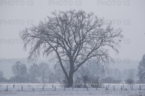 View of snow-covered fields on a tree, Bolsehle, Nienburg, Lower Saxony, Germany