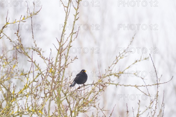 View of a blackbird (Turdus merula) sitting on a branch, Nienburg, Lower Saxony, Germany