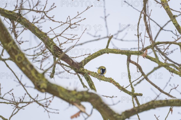 View of a titmouse (Paridae) sitting on a branch and looking for food, Nienburg, Lower Saxony, Germany