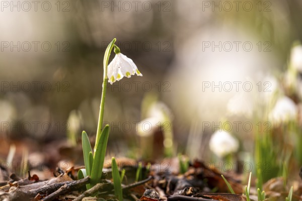 Single standing spring snowflake (Leucojum vernum) on forest floor with sunbeams, depicting the awakening of spring, Münsterland, North Rhine-Westphalia, Germany