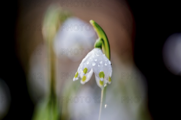 View of a dewdrop-covered Marchflower (Leucojum vernum) against a softly blurred background, Münsterland, North Rhine-Westphalia, Germany