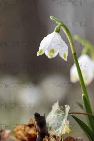 March snowflake (Leucojum vernum) in macro photograph with dewdrops in front of a blurred background, Münsterland, North Rhine-Westphalia, Germany