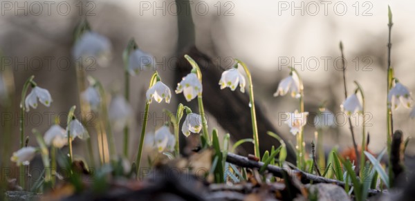 Several spring snowflakes (Leucojum vernum) in the forest, illuminated by soft sunset light, Münsterland, North Rhine-Westphalia, Germany