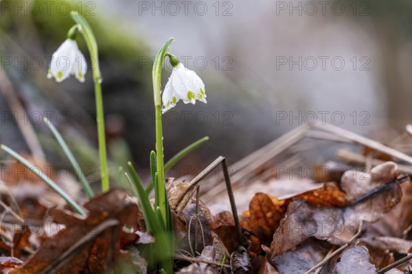 Two spring snowflakes (Leucojum vernum) sprouting through foliage in the spring forest, showing the awakening of nature in spring, Münsterland, North Rhine-Westphalia, Germany