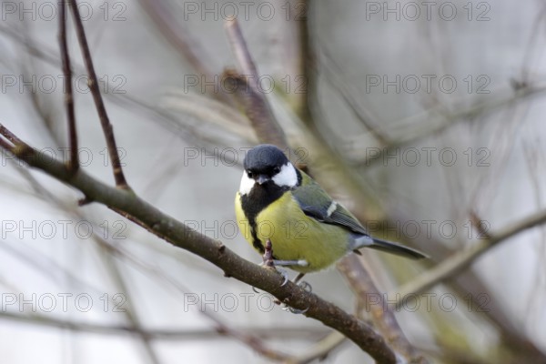 Great Tit (Parus major), female, close-up, yellow, black, plumage, winter, twig