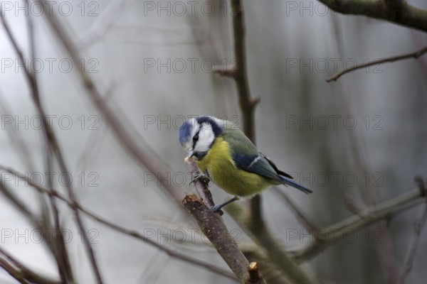Blue tit (Cyanistes caeruleus), close-up, yellow, blue, plumage, winter, twig